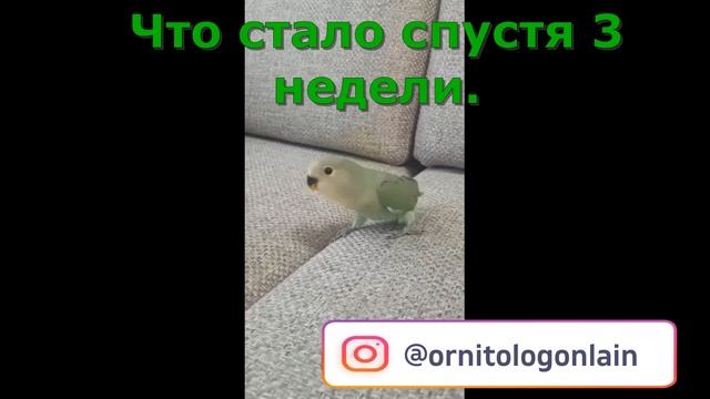 Птенец неразлучника после снятия перетяжки. Спустя 3 недели. смотреть онлайн