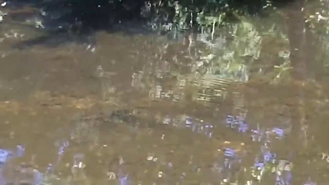 Sea trout conservation v2 смотреть онлайн