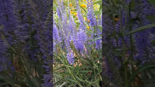 Вероника длиннолистная - синие! вертикальные! цветоносы смотреть онлайн