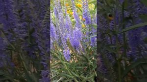 Вероника длиннолистная - синие! вертикальные! цветоносы