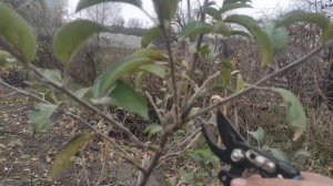 Простой способ обрезки яблони осенью. как обрезать яблоню