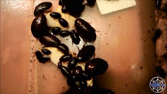 Шеститочечный таракан (Eublaberus distanti) кормление смотреть онлайн