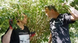 Мастер-класс по формирующей и омолаживающей обрезке старого чубушника