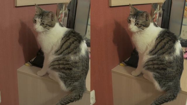 Коте и сигма 18-35 на Lumix G85. 4К смотреть онлайн