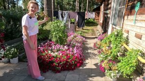 ПЕТУНИЯ В ГРЯДКЕ ЭТО ОЧЕНЬ КРАСИВО