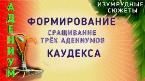 Адениум. Формирование каудекса адениума. Сращиваем Адениумы.