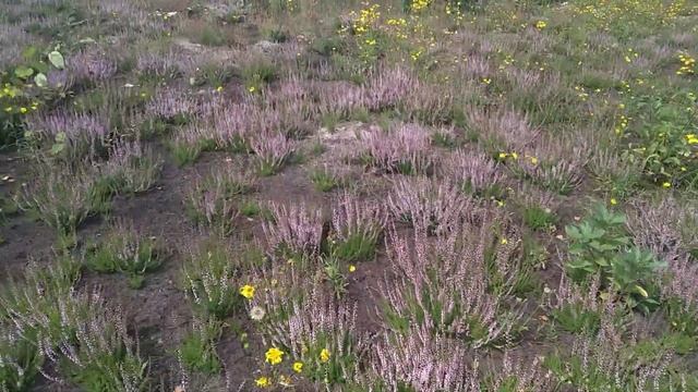 пізній медонос, золотарник, верес, осот смотреть онлайн