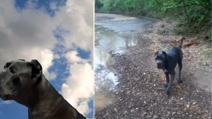 ОШИБКИ в воспитании Кане корсо (мой опыт)Ошибки воспитания собак