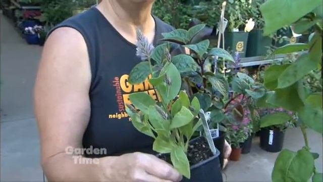 Unusual Summer Annuals смотреть онлайн