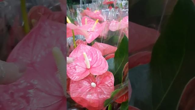 Антуриумы смотреть онлайн