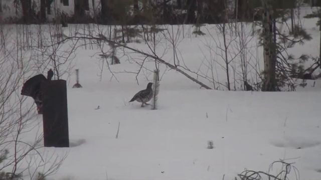 Глухари токуют 07.05.2018 смотреть онлайн