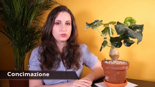 Jatropha podagrica | Conoscerla e coltivarla | Insolito caudex смотреть онлайн