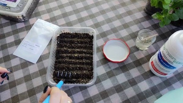 Посев агератума. Агератум и белокрылка. Как быстро проклёвываются семена гелиотропа.