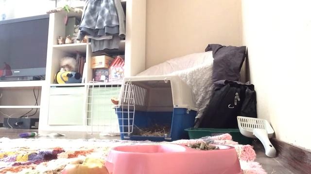 Скрытая Камера в комнате у кролика смотреть онлайн