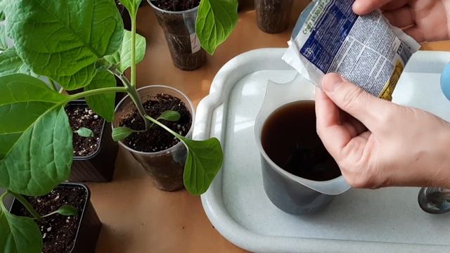 Подкормка рассады. Азот нужен! Но в каком количестве? смотреть онлайн