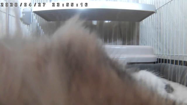 Котята живое видео исцеление и отдых　vol.38　★Я всегда здесь жду в любое время★ смотреть онлайн