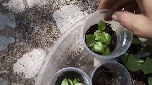 Христос Воскресе! Переезд начался... Мои комнатные растения на даче принимают солнечные ванны.... смотреть онлайн