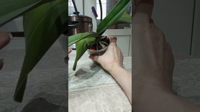 Не бойтесь укорачивать листья у фаленопсисов смотреть онлайн
