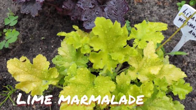 Летний окрас гейхеры lime marmalade смотреть онлайн