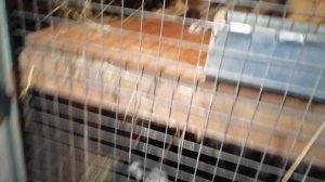 Мои кролики. Разведение кроликов. Начало.