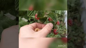 Ремонтантная малина Жëлтая (золотая) Зюгана и Красная Зюгана сравниваем ягоды