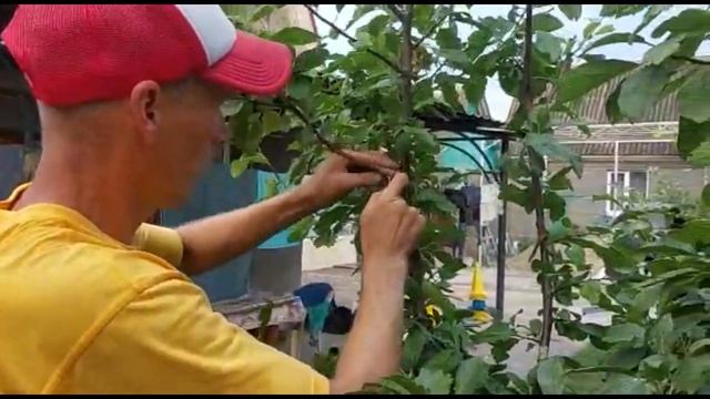 ПРИВИВКА ФРУКТОВЫХ ДЕРЕВЬЕВ ЛЕТОМ (ОКУЛИОВКА) смотреть онлайн