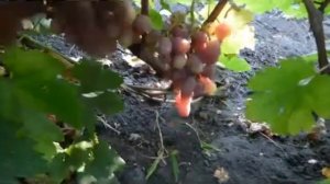 Сорт винограда Гурман лакомка.