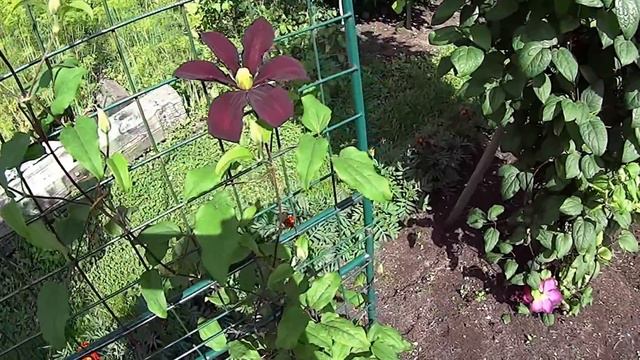 Зацвели новые лилейники и клематис... смотреть онлайн