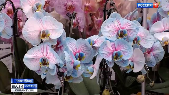 Planeta Leta Garden Center смотреть онлайн