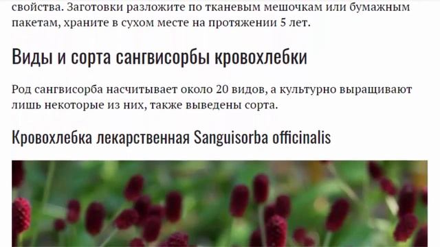 Сангвисорба-розовая белка. Посадка и уход в открытом грунте. Фото в ландшафтном дизайне. смотреть онлайн