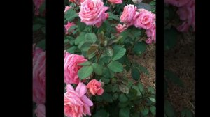 Обзор Роза Анститю Люмьер (Rose Institut Lumière), Гийо - Massad Франция, 2003.  Юль 20:20