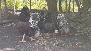 куры Виандот  вся правда плюсы и минусы породы