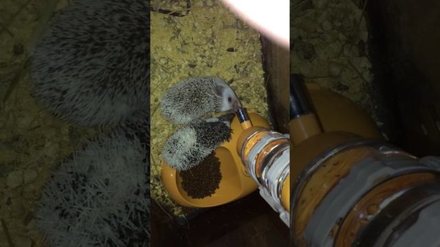 Африканские ёжики. African hedgehods смотреть онлайн