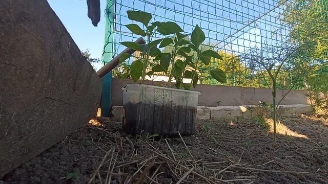 Курчавость листьев у рассады! Перец покрутило. Причины, подкормки и удобрения.Последствия.Исправляе смотреть онлайн