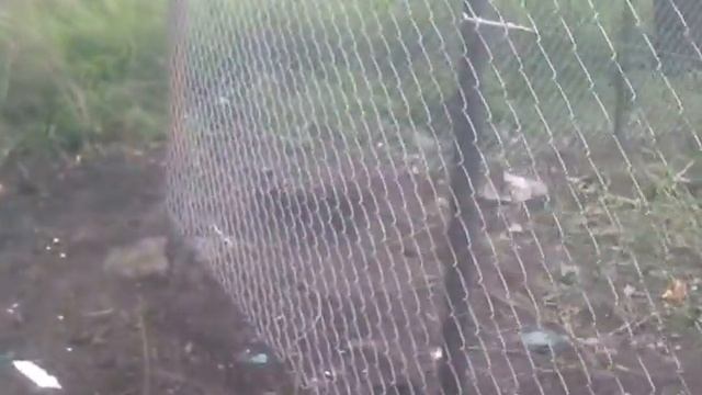 Огорожа із сітки рабиця смотреть онлайн