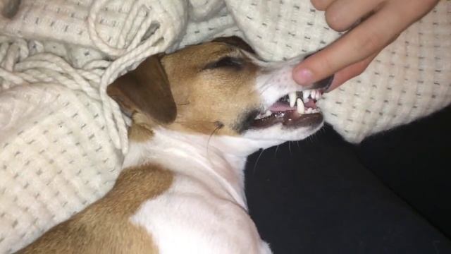 спящая собака смотреть онлайн