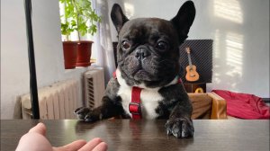 Странные залысины на лапах французкого бульдога Олега