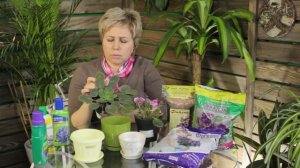 Фиалка в домашних условиях ? Правила выращивания и ухода  ? Фиалки ликбез с Хитсад