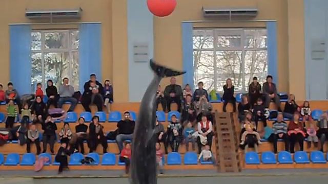 Прыжок Дельфина смотреть онлайн