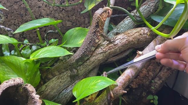 FEEDING MY CROCODILE LIZARDS SLIMY SPAGHETTI! (Shinisaurus crocodilurus) смотреть онлайн