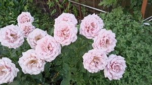 Роза Коко Локо .иRosa Koko Loko . Флорибунда . Часть 2 .