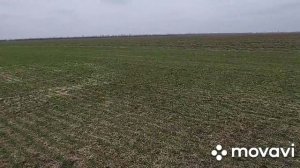 Вносим сульфат аммония под подсолнечник 2021. Эксперимент на пшенице 150 кг сульфата амония Шпаловк