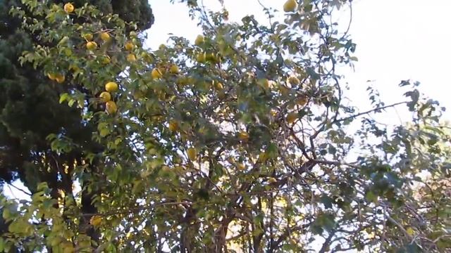 Китайская айва смотреть онлайн