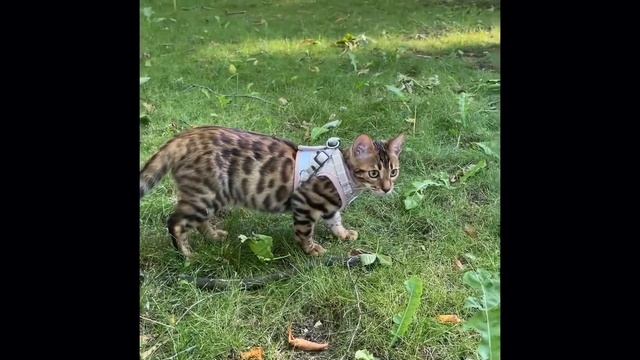 Бенгальская кошка. Как приучить кошку гулять на улице? Смотри видео. Bengal Cat смотреть онлайн