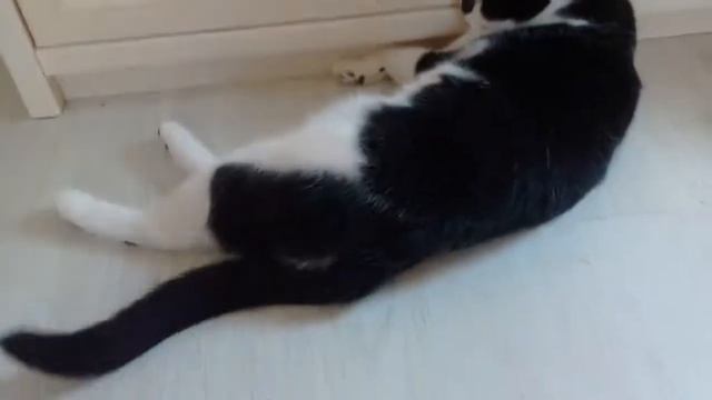 Какой корм лучше? Royal canin VS Sheda БАСЯ ВЫБИРАЕТ КОРМ/ СРАВНЕНИЕ влажного КОРМА ДЛЯ КОШЕК смотреть онлайн