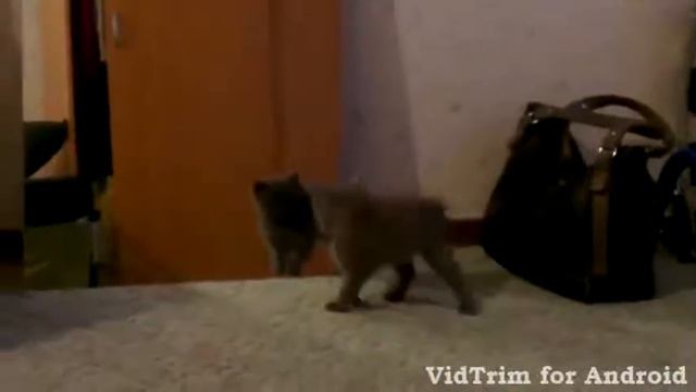 Котёнок...Зеркала (ужасы) ))) смотреть онлайн