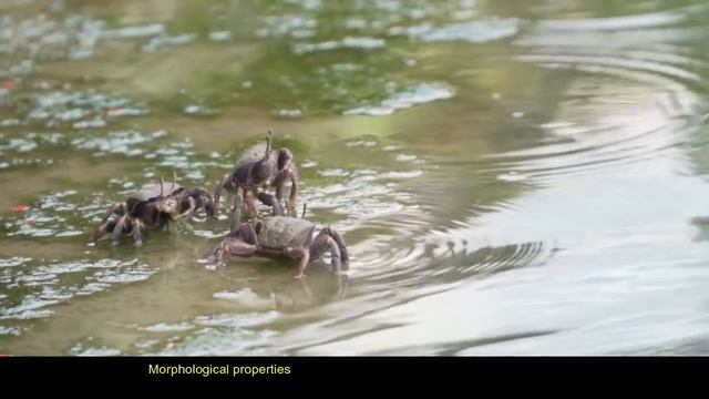 Recent Studies on the Use of Exoskeletons ofShrimp (Litopenaeus vanammei) and Crab (Ucides cordatus смотреть онлайн