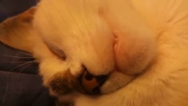 Кошка храпит! смотреть онлайн