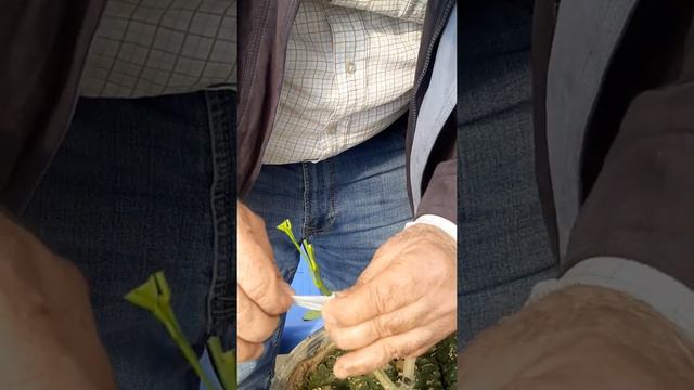 пайванди апельсин дар лимон смотреть онлайн