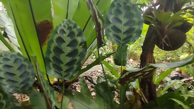 Calathea Pseudo Veitchiana | Rarest Calathea | Most Beautiful Calathea | Easy To Grow Calathea